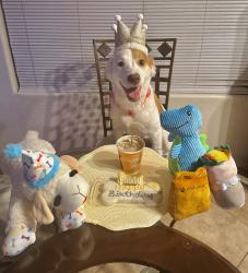 Reunited Female Dog last seen 43rd Ave and Baseline , Phoenix, AZ 85339