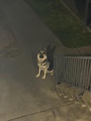 Found/Stray Male Dog last seen Blackfoot , Antelope, CA 95843
