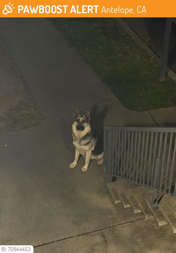 Found/Stray Male Dog last seen Blackfoot , Antelope, CA 95843