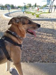 Lost Male Dog last seen Possibly seen off of Santa Rosa and 5th, Odessa, TX 79761