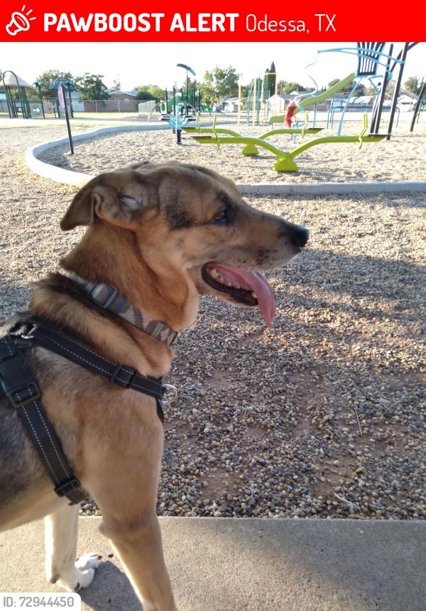 Lost Male Dog last seen Possibly seen off of Santa Rosa and 5th, Odessa, TX 79761