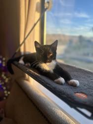 Lost Male Cat last seen I ave and hackberry st, Hesperia, CA 92345