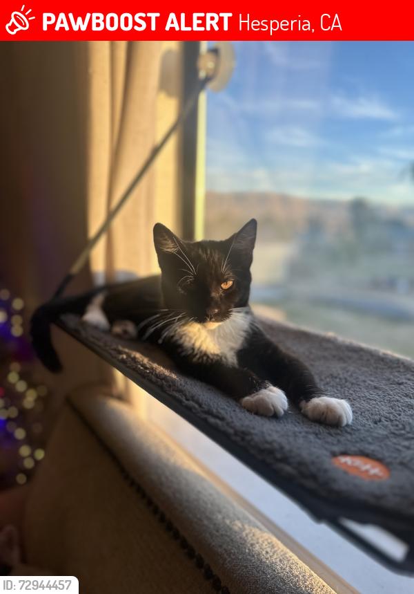 Lost Male Cat last seen I ave and hackberry st, Hesperia, CA 92345