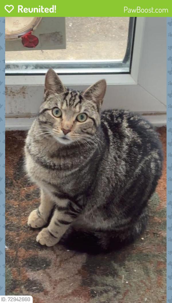 Reunited Male Cat last seen King George Road, West Sussex, England BN43 6YN