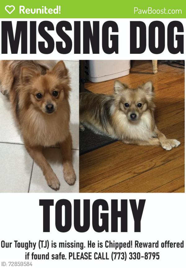 Reunited Male Dog last seen 81st street Laflin/ Bishop ( cook school) , Chicago, IL 60620