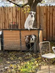 Reunited Male Dog last seen Power inn, Sacramento ca 95828, Sacramento, CA 95828