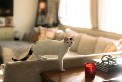 Lost Female Cat last seen I ave and Hackberry st, Hesperia, CA 92345