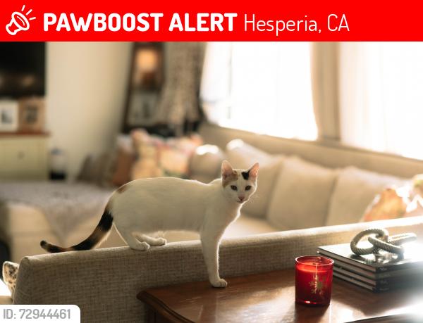 Lost Female Cat last seen I ave and Hackberry st, Hesperia, CA 92345