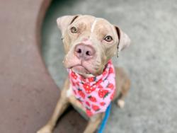 Shelter Stray Female Dog last seen Near Neptune Avenue, BROOKLYN, NY, 11224, New York, NY 10029