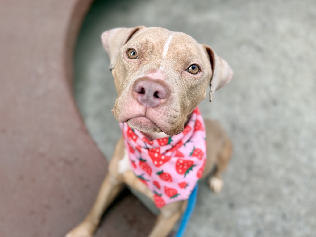 Shelter Stray Female Dog last seen Near Neptune Avenue, BROOKLYN, NY, 11224, New York, NY 10029