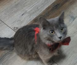 Reunited Male Cat last seen Burke Ave & 5th St, North Saint Paul, MN 55109
