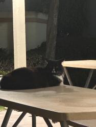 Found/Stray Male Cat last seen Atlantic, Lynwood, CA 90262