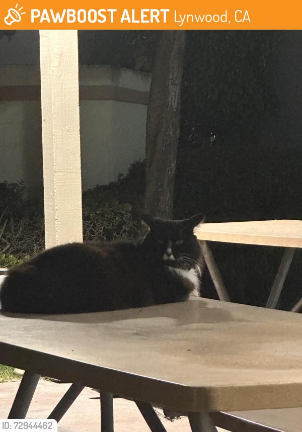 Found/Stray Male Cat last seen Atlantic, Lynwood, CA 90262
