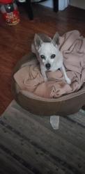 Lost Male Dog last seen sierra grande way; alum rock area, San Jose, CA 95127