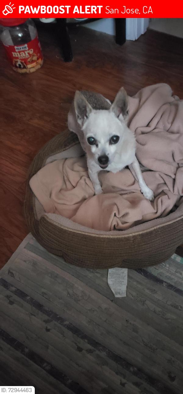 Lost Male Dog last seen sierra grande way; alum rock area, San Jose, CA 95127