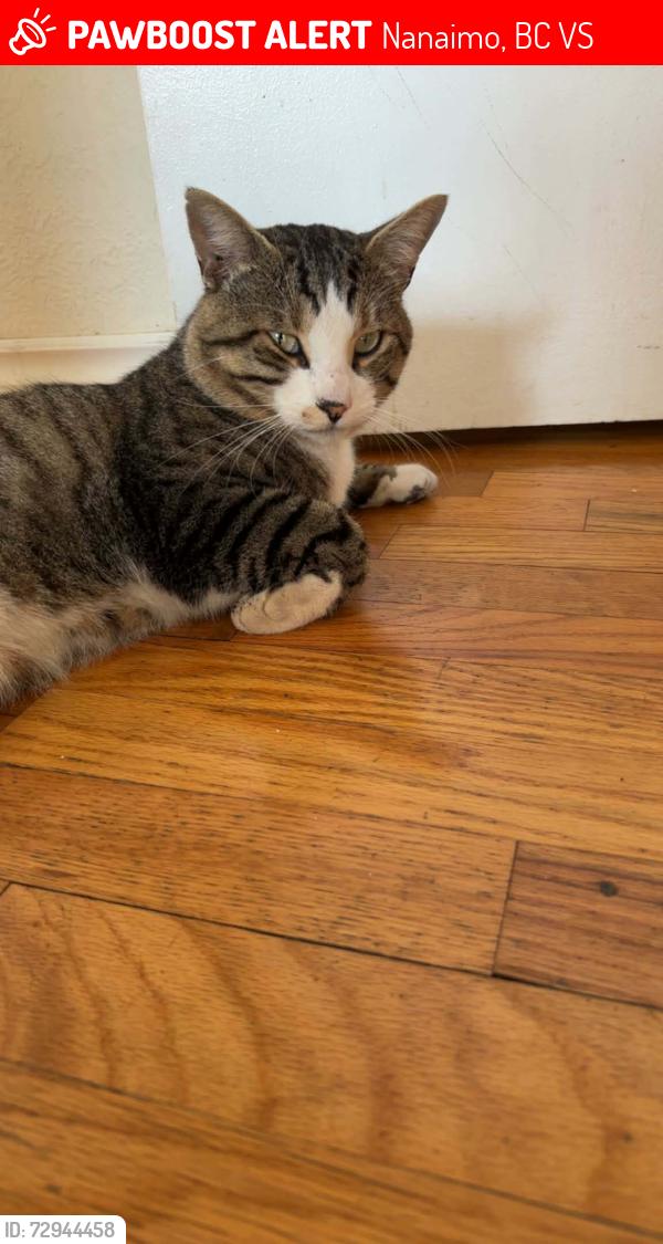 Lost Male Cat last seen Northumberland ave, Nanaimo, BC V9S
