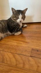 Lost Male Cat last seen Northumberland ave, Nanaimo, BC V9S