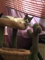 Reunited Female Cat last seen Community garden , Oxfordshire, England OX4 3RL