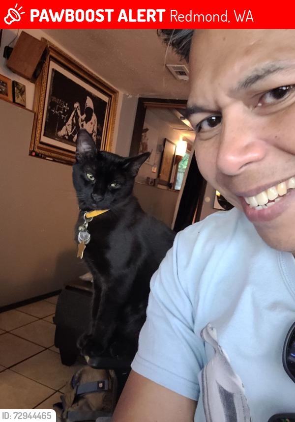 Lost Male Cat last seen Ne 40th and bel-red road Redmond WA, Redmond, WA 98052