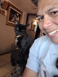 Lost Male Cat last seen Ne 40th and bel-red road Redmond WA, Redmond, WA 98052