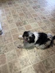 Reunited Male Dog last seen Bristol Caverns hwy. , Bristol, TN 37620