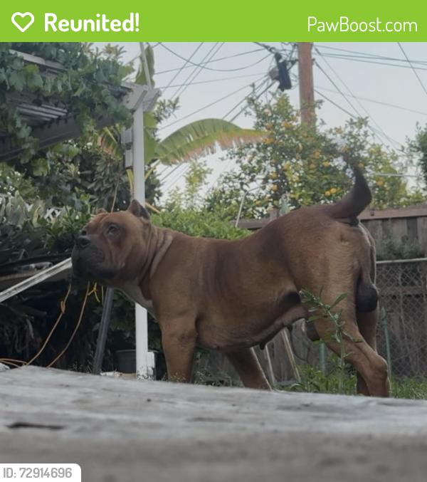 Reunited Male Dog last seen Gladstone St. , San Dimas, CA 91773