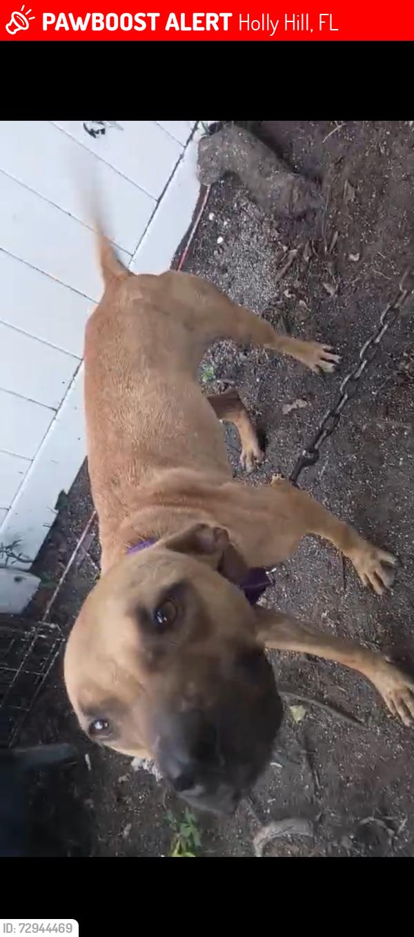 Lost Female Dog last seen Family Walmart , Holly Hill, FL 32117