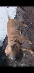 Lost Female Dog last seen Family Walmart , Holly Hill, FL 32117