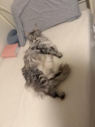Found/Stray Unknown Cat last seen University drive Menlo Park, Menlo Park, CA 94025