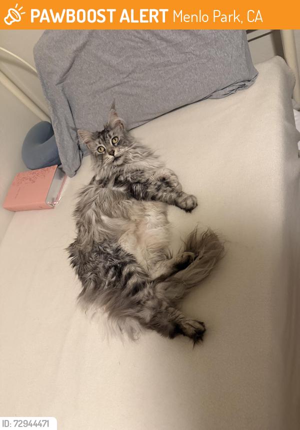 Found/Stray Unknown Cat last seen University drive Menlo Park, Menlo Park, CA 94025