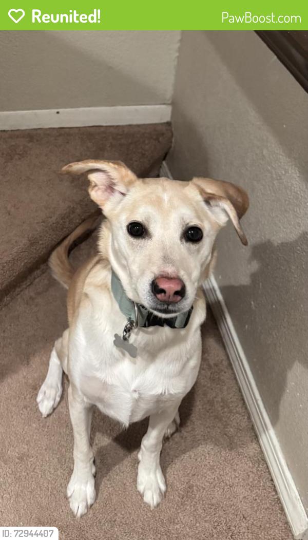 Reunited Female Dog last seen willow and E 36th, Anchorage, AK 99504