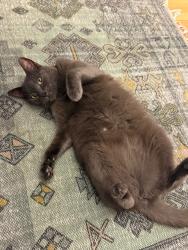 Reunited Male Cat last seen Balham, Greater London, England SW17 7QL