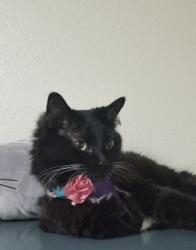 Lost Female Cat last seen Center and Hamilton , DuPont, WA 98327