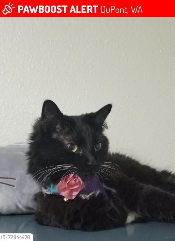 Lost Female Cat last seen Center and Hamilton , DuPont, WA 98327