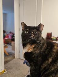 Lost Female Cat last seen Highway 89, Evergreen Village, Pleasant View, UT 84404