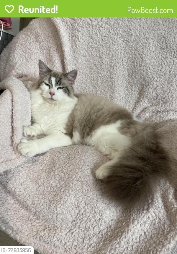 Reunited Female Cat last seen Cressbrook Circuit, Deebing Heights, QLD 4306