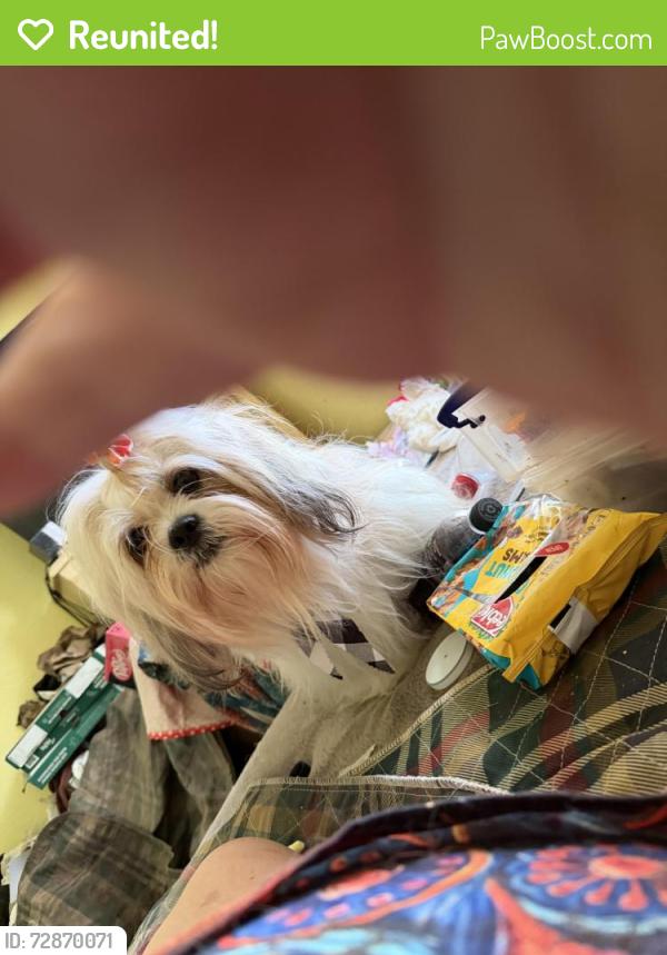 Reunited Male Dog last seen Basswood and Blacktop , Fort Worth, TX 76111