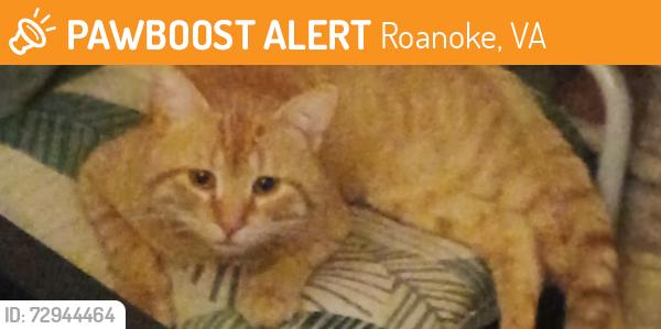Found/Stray Male Cat last seen Madison Ave near Sweet Union church, Roanoke, VA 24016