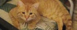Found/Stray Male Cat last seen Madison Ave near Sweet Union church, Roanoke, VA 24016