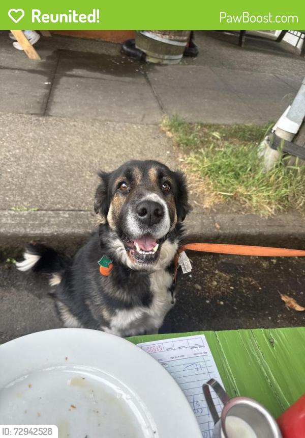 Reunited Female Dog last seen Bertie Lou's, Portland, OR 97202