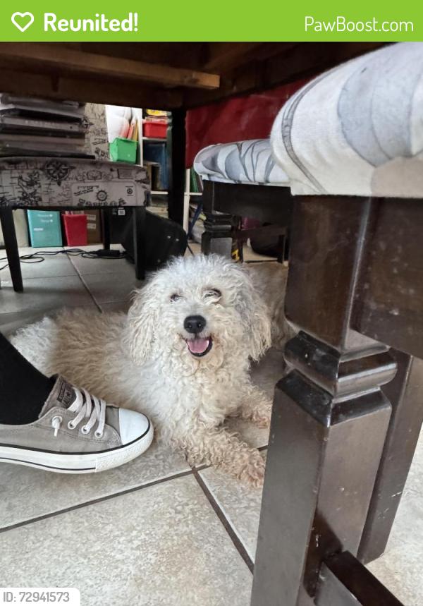 Reunited Male Dog last seen Broadbend and Wetlands , Las Vegas, NV 89122