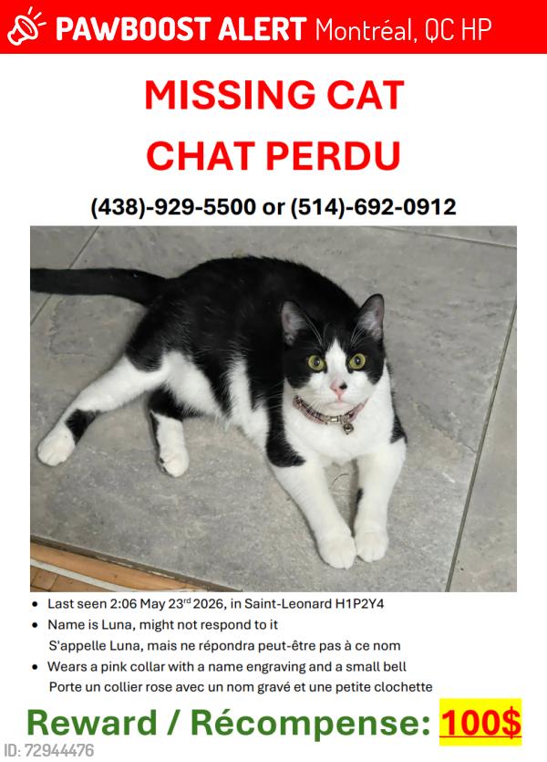 Lost Female Cat last seen Bd Couture et Rue le Royer by Gianni's Bistro - Cafe, Montréal, QC H1P