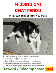 Lost Female Cat last seen Bd Couture et Rue le Royer by Gianni's Bistro - Cafe, Montréal, QC H1P