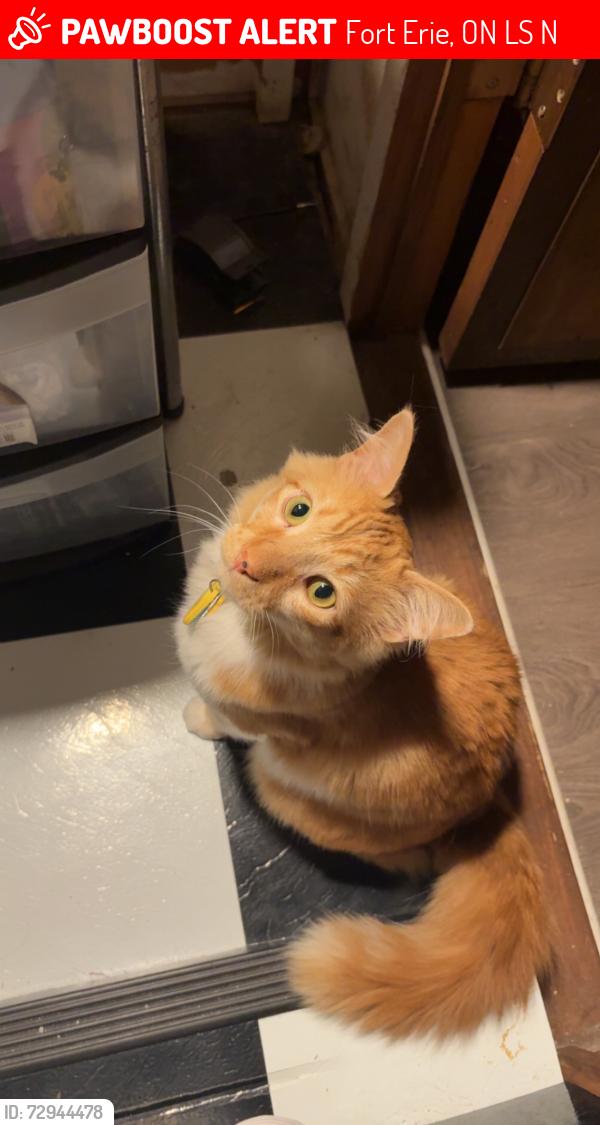 Lost Male Cat last seen highland & gorham , Fort Erie, ON L0S 1N0