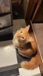 Lost Male Cat last seen highland & gorham , Fort Erie, ON L0S 1N0