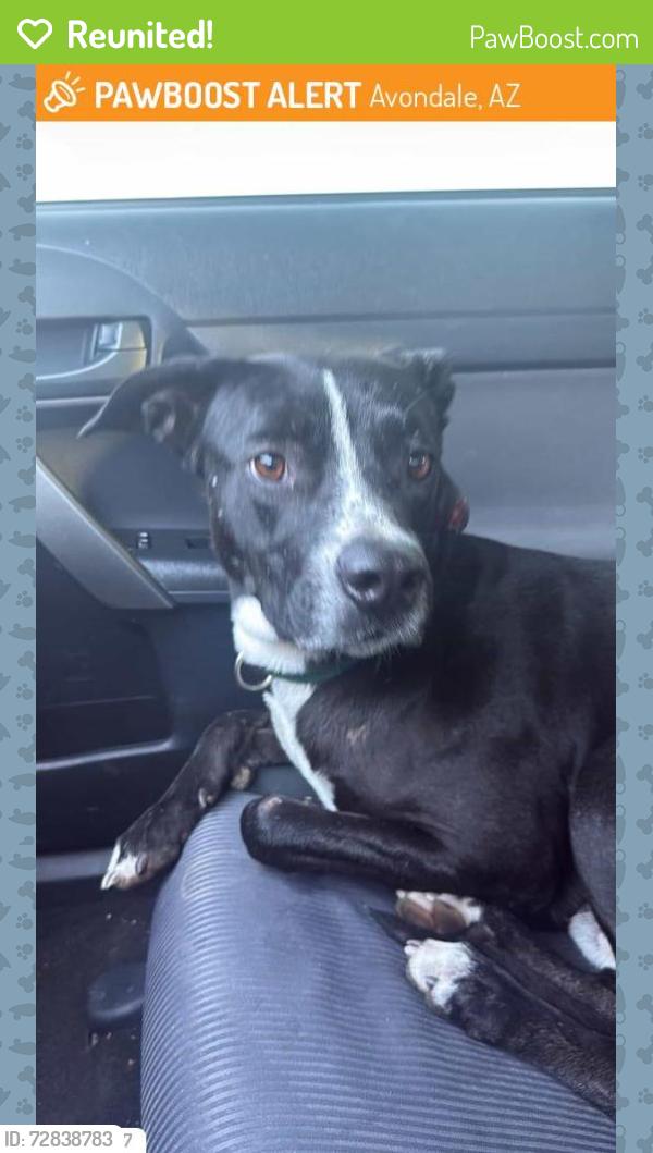 Reunited Male Dog last seen 107th Avenue & Lower Buckeye, Avondale, AZ 85323