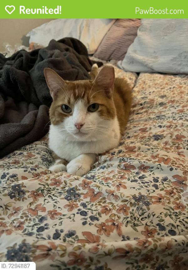 Reunited Male Cat last seen Near W Sahara Ave, Las Vegas, NV 89117, USA, Las Vegas, NV 89117