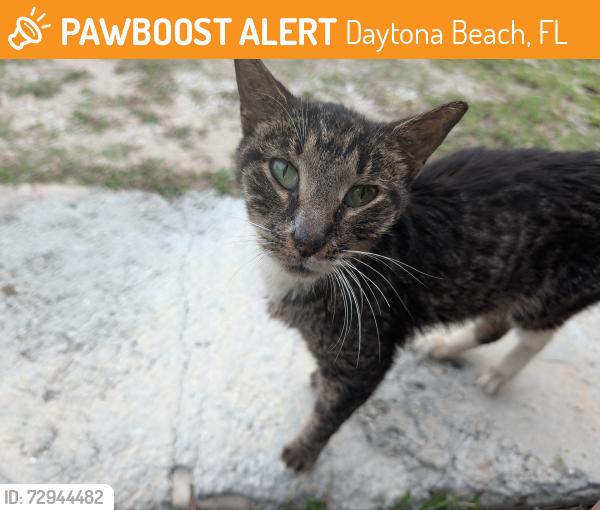 Found/Stray Female Cat last seen Silver Beach Ave , Daytona Beach, FL 32118