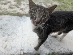 Found/Stray Female Cat last seen Silver Beach Ave , Daytona Beach, FL 32118