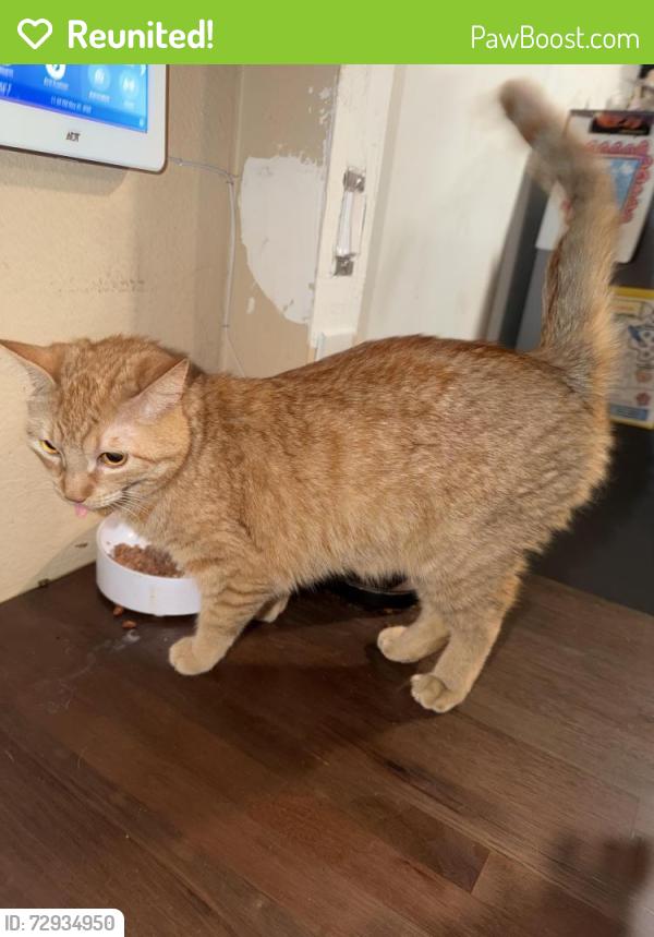 Reunited Female Cat last seen Trueno rd , Henderson, NV 89014